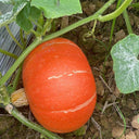 Golden No.2 Pumpkin Seeds, 200g
