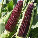 Black Sweet Waxy Corn No.7 Seeds, 100g