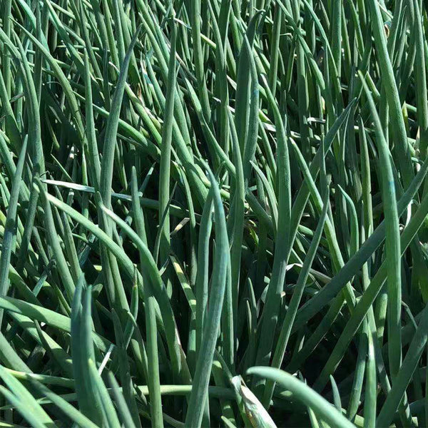 Jiemei Black-leaf Chives Seeds, 5g