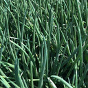Jiemei Black-leaf Chives Seeds, 5g