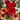 Hezhichun Ranunculus, 30 Seeds