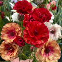 Hezhichun Ranunculus, 30 Seeds