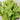 Tasty Pumpkin Shoots Seeds, 20g