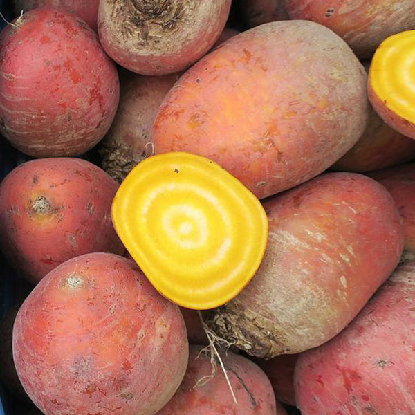 Yellow Beetroot Seeds, 2g