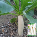 'Xinxuan 13-6' Early-Maturing Radish Seeds, 20g