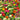 He Zhi Chun Zinnia elegans Seeds, 5g