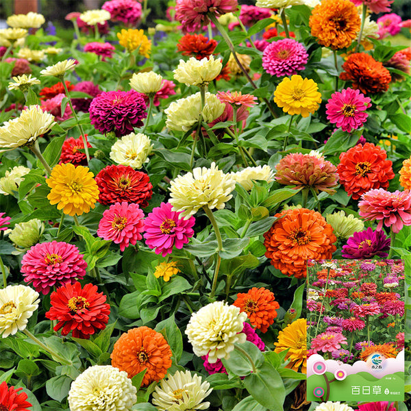 He Zhi Chun Zinnia elegans Seeds, 5g