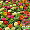 He Zhi Chun Zinnia elegans Seeds, 5g