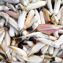 Glass Gem Corn, 50 Seeds