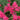 Pink Lycoris sprengeri, 1 Bulb