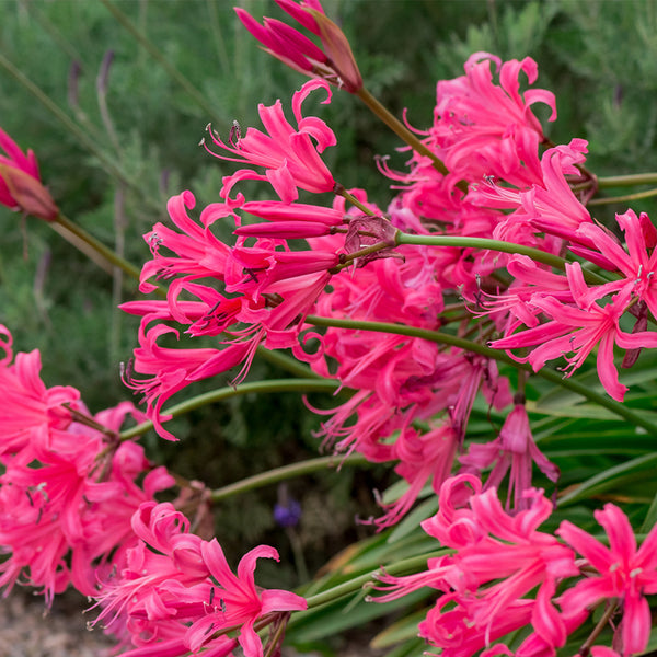 Pink Lycoris sprengeri, 1 Bulb