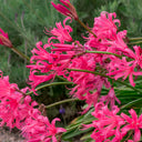 Pink Lycoris sprengeri, 1 Bulb