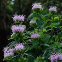 Monarda didyma Seeds, 100 Seeds