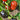 437 Blue Flame Tomato, 5 Seeds