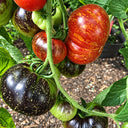 437 Blue Flame Tomato, 5 Seeds