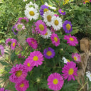 Painted Daisy Seeds, 200 Seeds