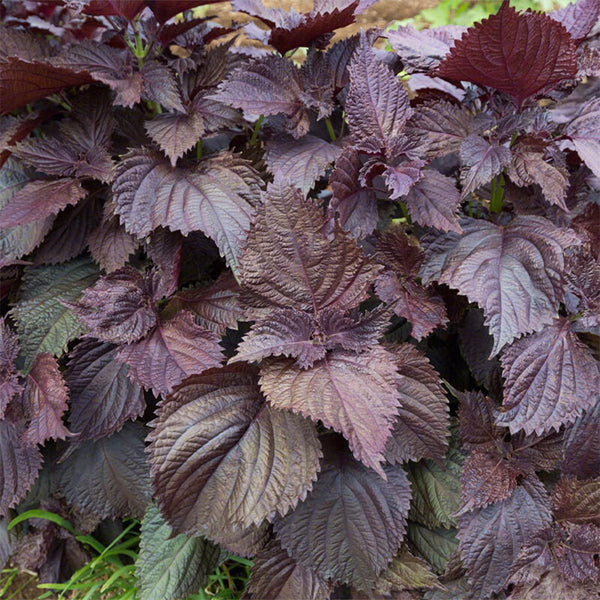'Zifei' Purple Perilla Seeds, 5 Grams ≈ 3500 Seeds
