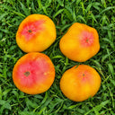 76 Northern Lights Tomato, 5 Seeds