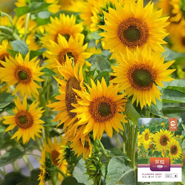 'Smiling Face' Ornamental Sunflower Seeds, 2g