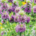 Lemon Mint Seeds, 100 Seeds
