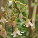 Tree tomato Seeds, 20 Seeds