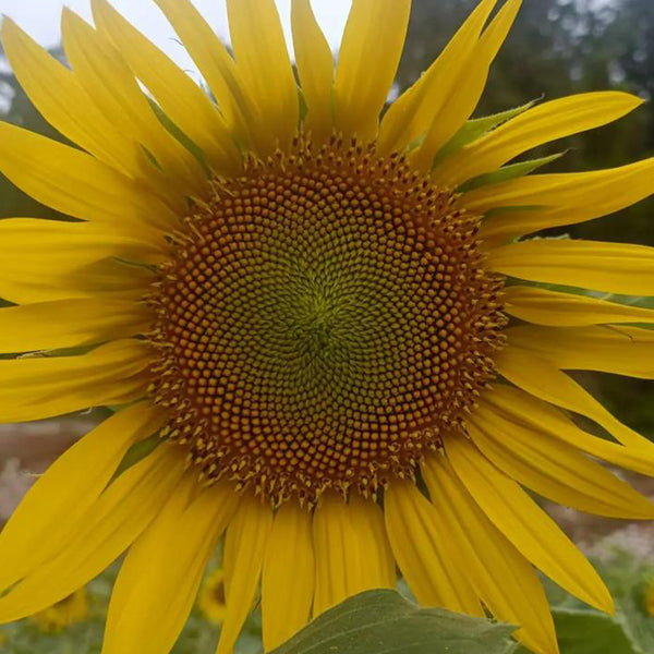 'Smiling Face' Ornamental Sunflower Seeds, 2g