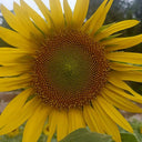 'Smiling Face' Ornamental Sunflower Seeds, 2g