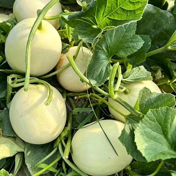 Caidu Jinyu No.12 F1 Melon, 15 Loose Seeds