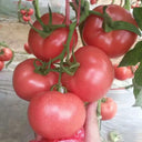 Gemjet No.5 F1 Tomato Seeds, 100 Seeds