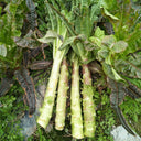 'Xiangsihong' Stem Lettuce Seeds, 10g