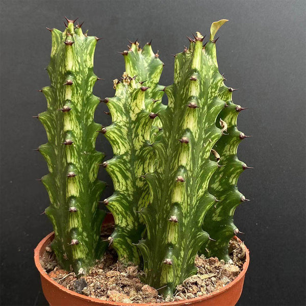 Euphorbia trigona 'Variegata', 7-8cm