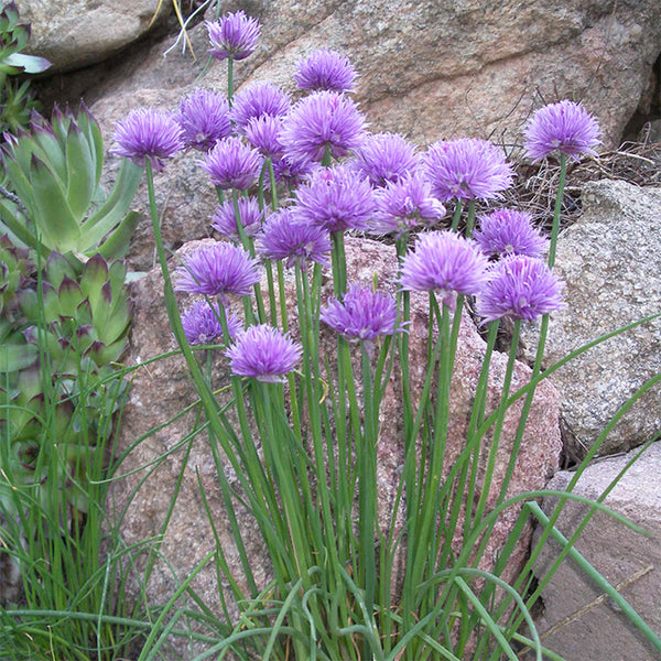 Chives (Allium schoenoprasum) Seeds, 200 Seeds
