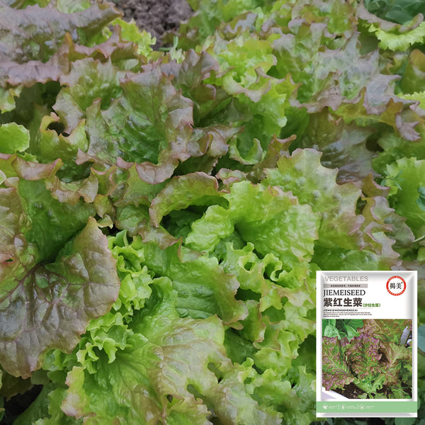 Purple Red Lettuce Seeds, 5g