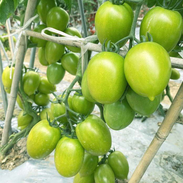 Kiwi Tomato, 100 Seeds