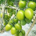 Kiwi Tomato, 100 Seeds
