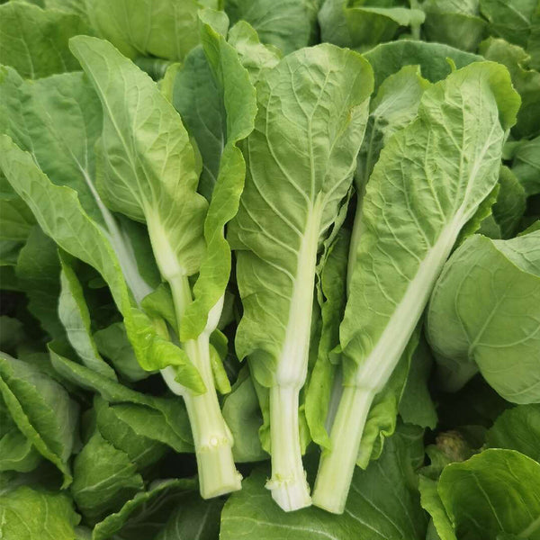 'Tender Sprout No.3' Choy Sum Seeds, 10g