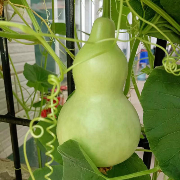 Hezhichun 'Slender Waist' Bottle Gourd, 10 Seeds