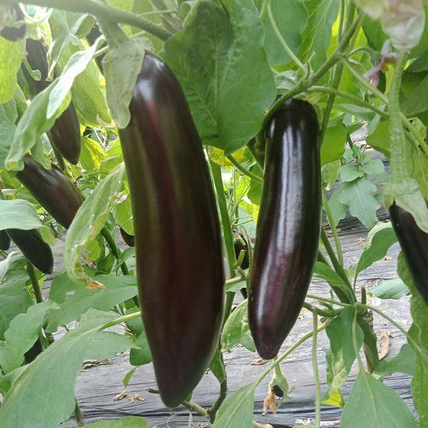 'Changza 218' Eggplant Seeds, 10g