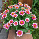 W1343 Zahara Starlight Rose Zinnia, 100 Seeds