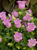 Canterbury Bells, Pink