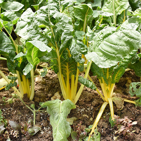 Jiayuan Golden Chard Seeds, 10g
