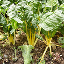 Jiayuan Golden Chard Seeds, 10g