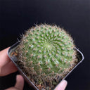 Rebutia minuscula, 3-4cm