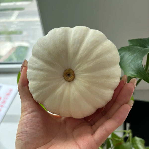 Specialty Mini White Beibei Squash, 10 Seeds