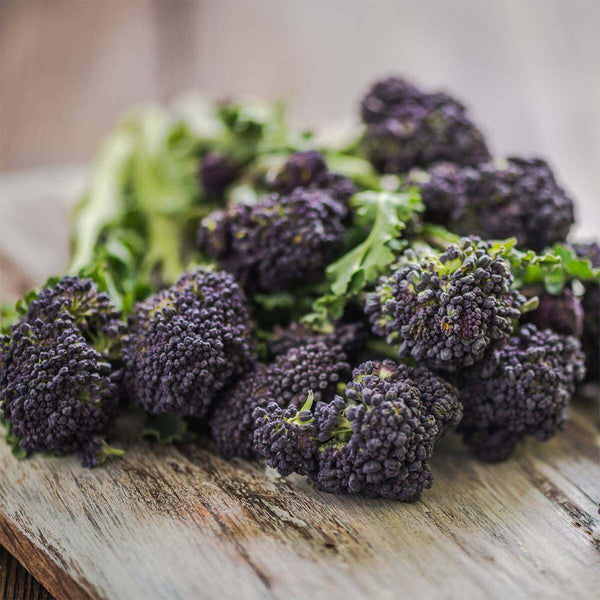 U2421 Early Purple Sprouting Broccoli, 10 Seeds