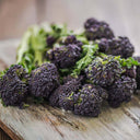 U2421 Early Purple Sprouting Broccoli, 10 Seeds