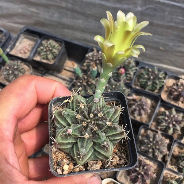 Gymnocalycium mihanovichii var. filadelfiense, 3-4cm