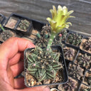 Gymnocalycium mihanovichii var. filadelfiense, 3-4cm