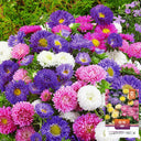 Hezhichun Mixed Color China Aster Seeds, 1g