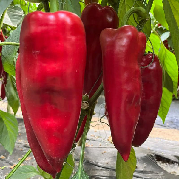 Conical Red Sweet Pepper Seeds, 0.5g